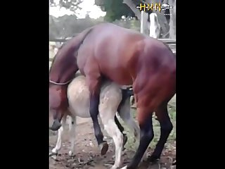 37.horse Fucking Donkey