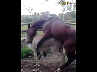 37.horse Fucking Donkey