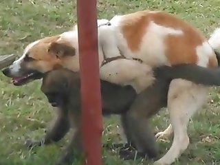 9.dog Fucking Monkey