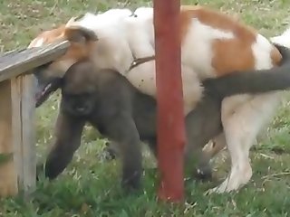 9.dog Fucking Monkey