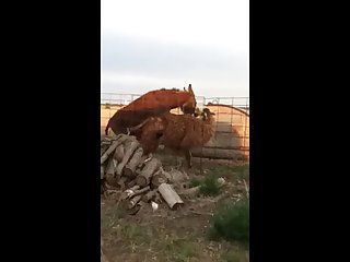 24.donkey Fucking Llama