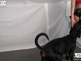 Dog Xxx Human