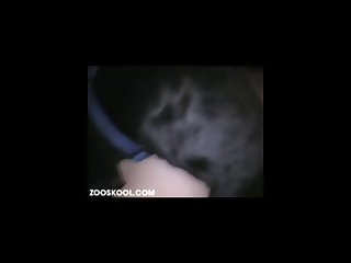 Teen Dog Xxx Zoo
