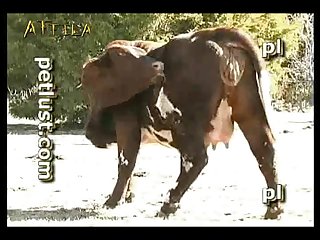 Petlust M11 2 Zoo Bull Sex Farm Boys Part 7