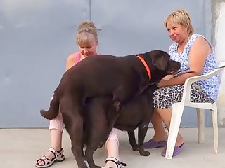 Puppies For Chocolate Labrador Are Expected