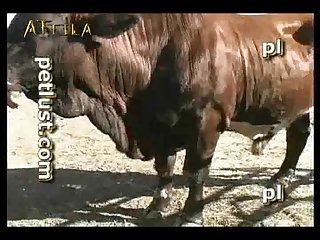Petlust M11 2 Zoo Bull Sex Farm Boys Part 1